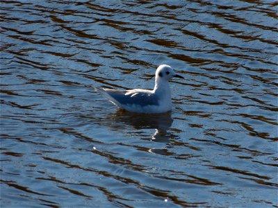 At Mattamuskeet National Wildlife Refuge in North Carolina. The Refuge’s prime location along the Atlantic Flyway makes it a vitally important stopover for wintering waterfowl. 
In total, the Refuge a