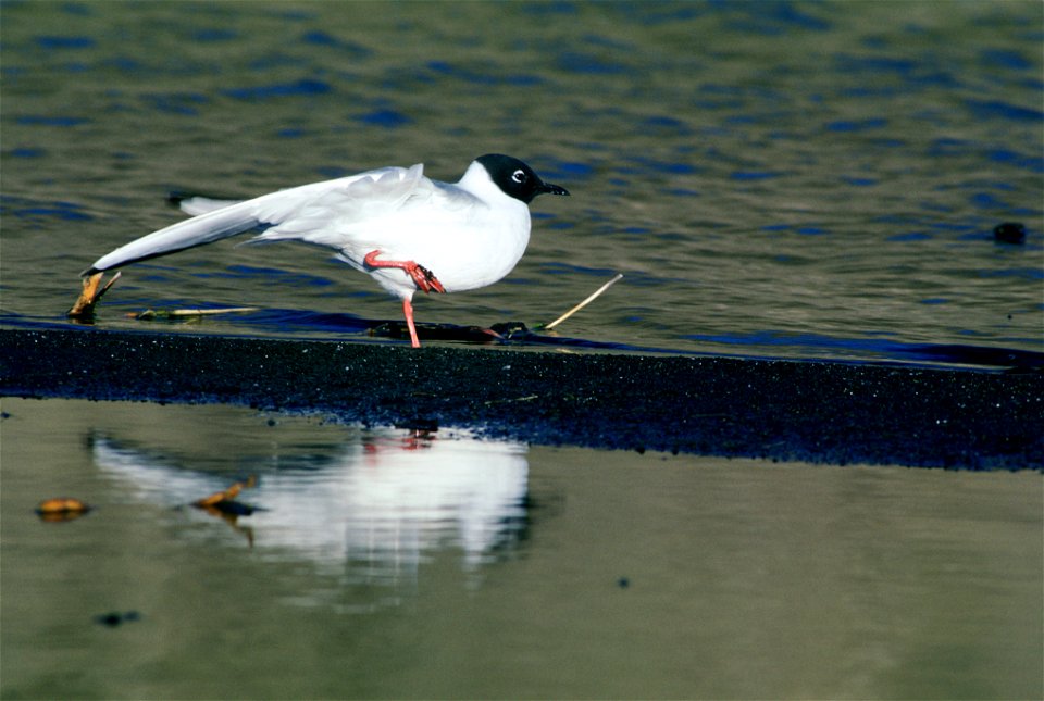 Bonaparte's Gull (Larus philadelphia) photographed in Tule Lake National Wildlife Refuge