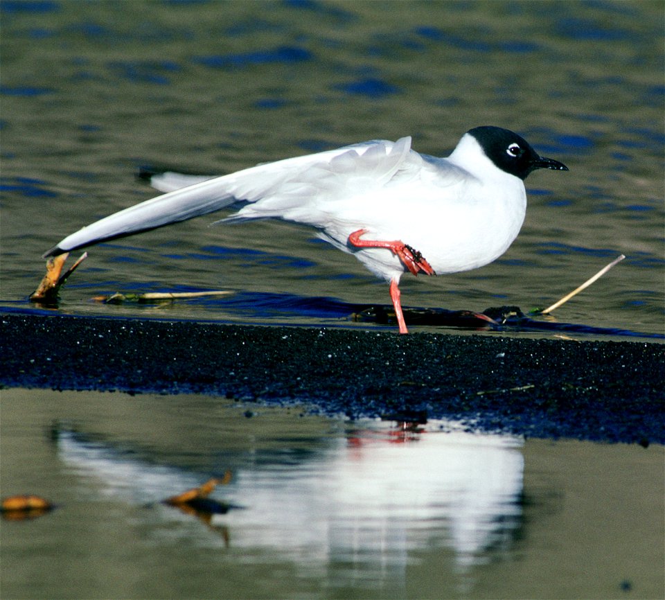 Bonaparte's Gull (Larus philadelphia) photographed in Tule Lake National Wildlife Refuge