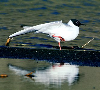 Bonaparte's Gull (Larus philadelphia) photographed in Tule Lake National Wildlife Refuge