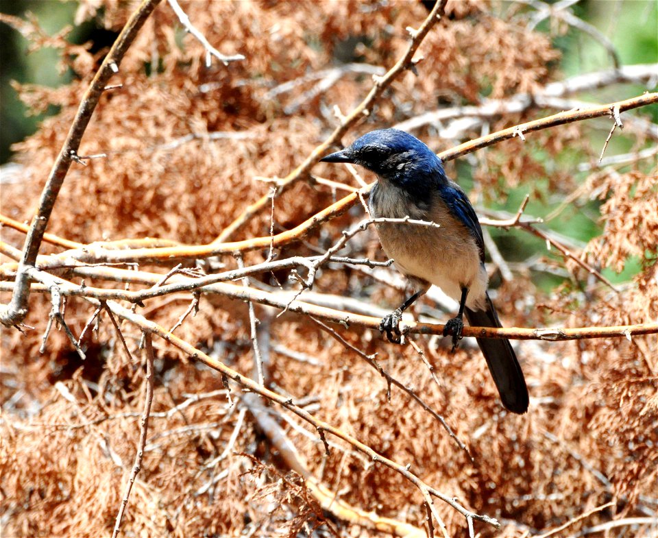 Woodhouse's Scrub Jay Aphelocoma woodhouseii, Texas