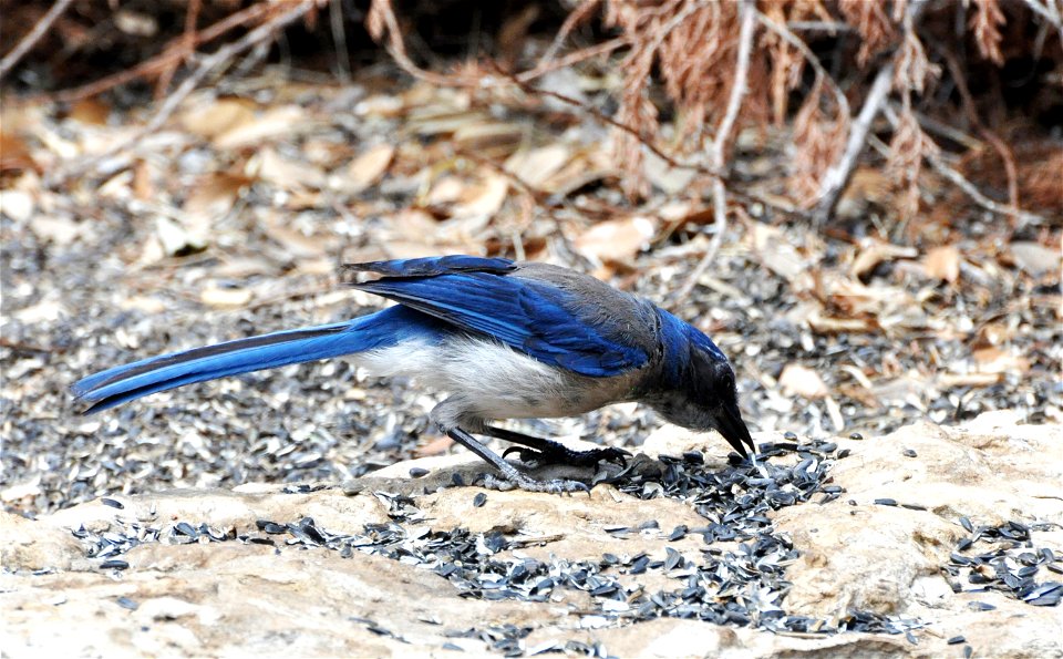 Woodhouse's Scrub Jay Aphelocoma woodhouseii, Texas