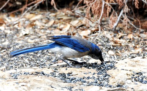 Woodhouse's Scrub Jay Aphelocoma woodhouseii, Texas