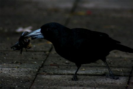 Butcherbird eating a rhinoceros beetle