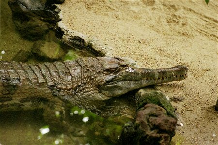 Crocodylus cataphractus photo