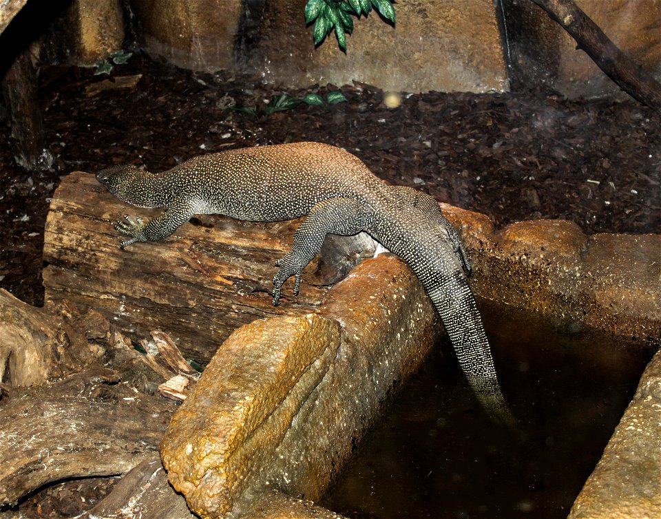 Varanus indicuslabel QS:Len,"Varanus indicus"
label QS:Lhu,"Nyíregyházi Állatpark, mangrove-varánusz"