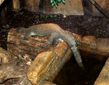Varanus indicuslabel QS:Len,"Varanus indicus"
label QS:Lhu,"Nyíregyházi Állatpark, mangrove-varánusz"