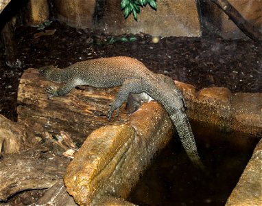 Varanus indicuslabel QS:Len,"Varanus indicus" label QS:Lhu,"Nyíregyházi Állatpark, mangrove-varánusz" photo