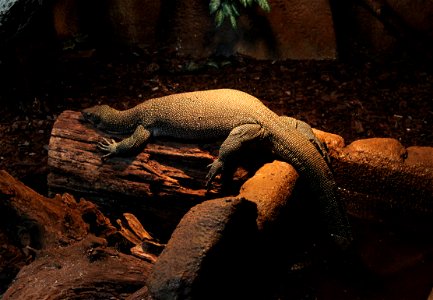 Varanus indicuslabel QS:Len,"Varanus indicus" label QS:Lhu,"Nyíregyházi Állatpark, mangrove-varánusz" photo