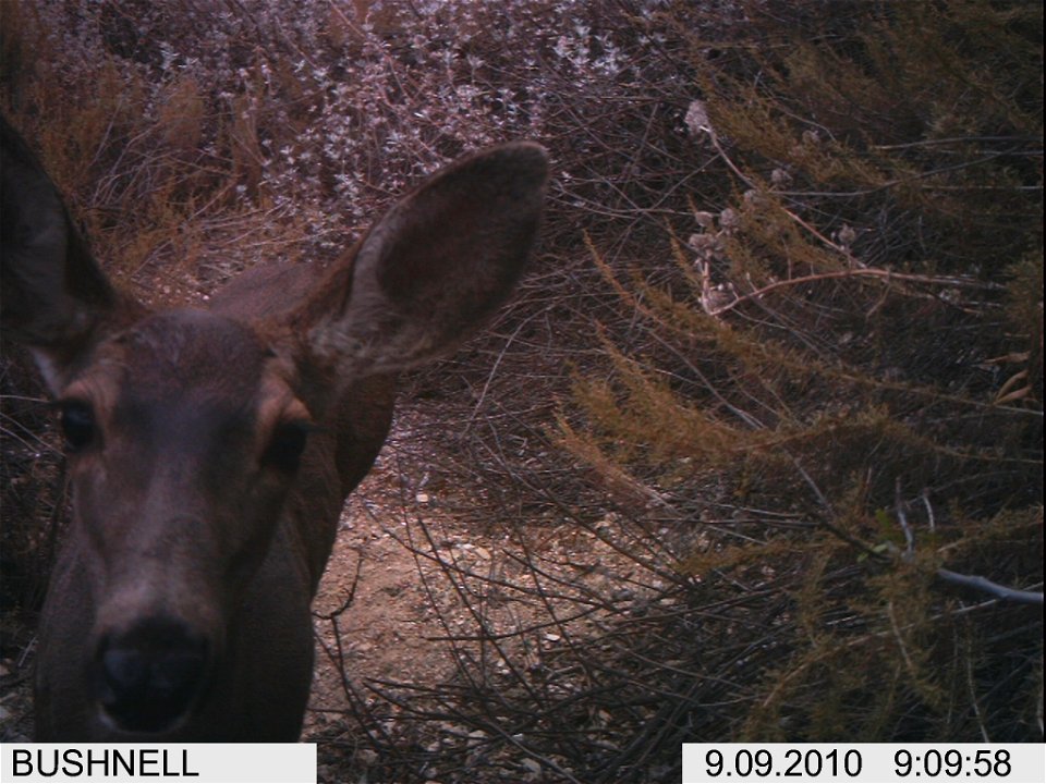 A deer that found the camera in north Cheeseboro Canyon.