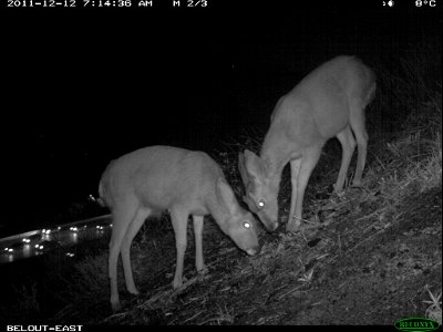 Two deer near Mulholland Highway