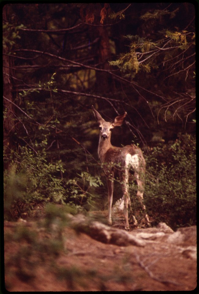 CALIFORNIA--SHAVER LAKE