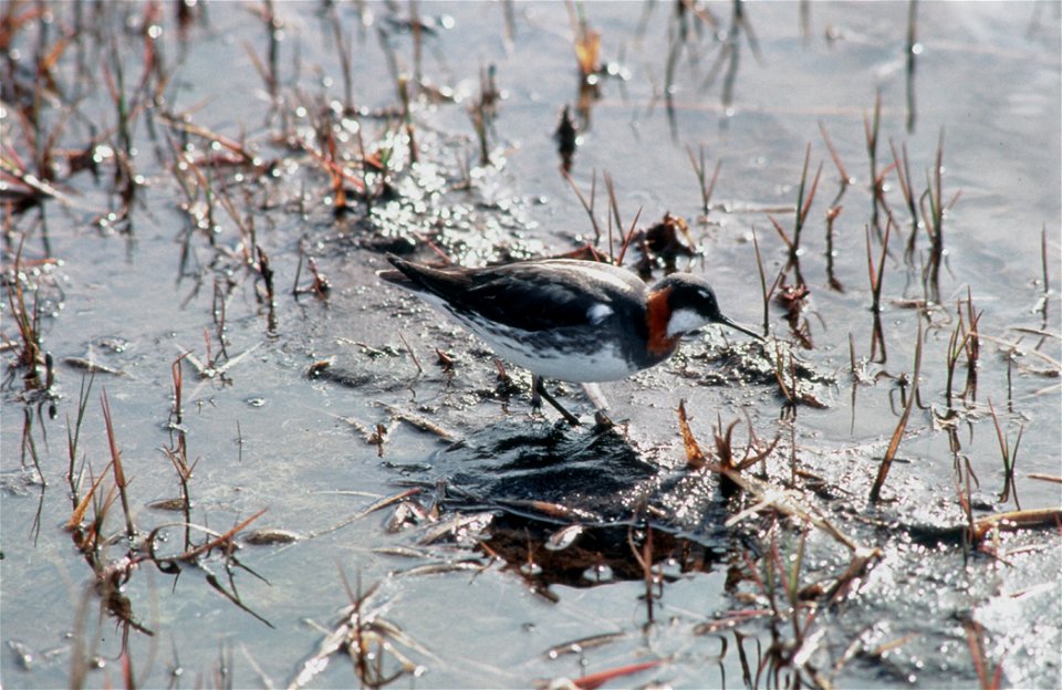 Red-necked Phalarope (Phalaropus lobatus) photo