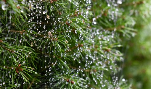 Waterdrop dew morning