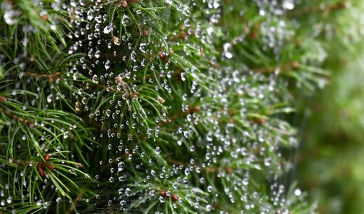 Waterdrop dew morning photo