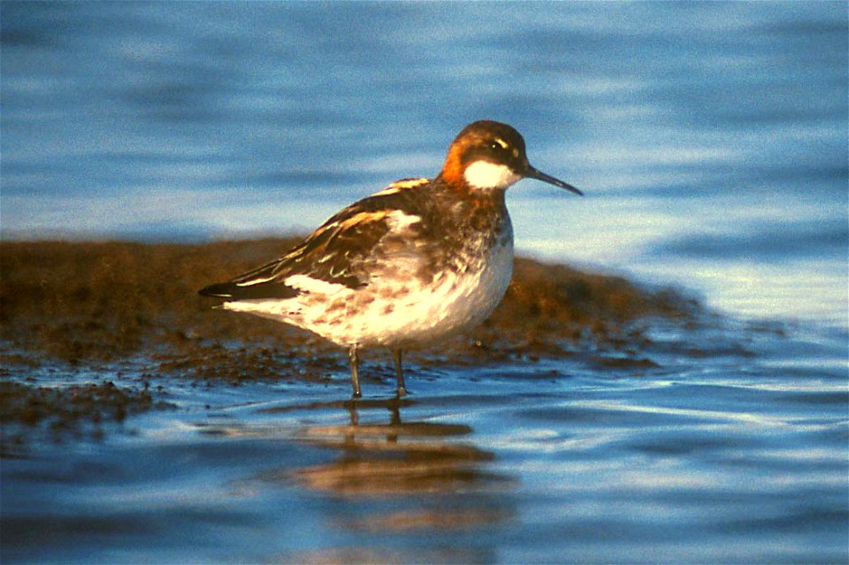 Red-necked Phalarope (Phalaropus lobatus)