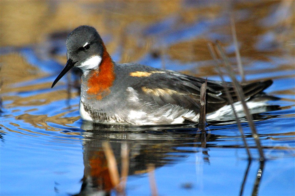 Red-necked Phalarope (Phalaropus lobatus) on water at Blackwater National Wildlife Refuge, MD.