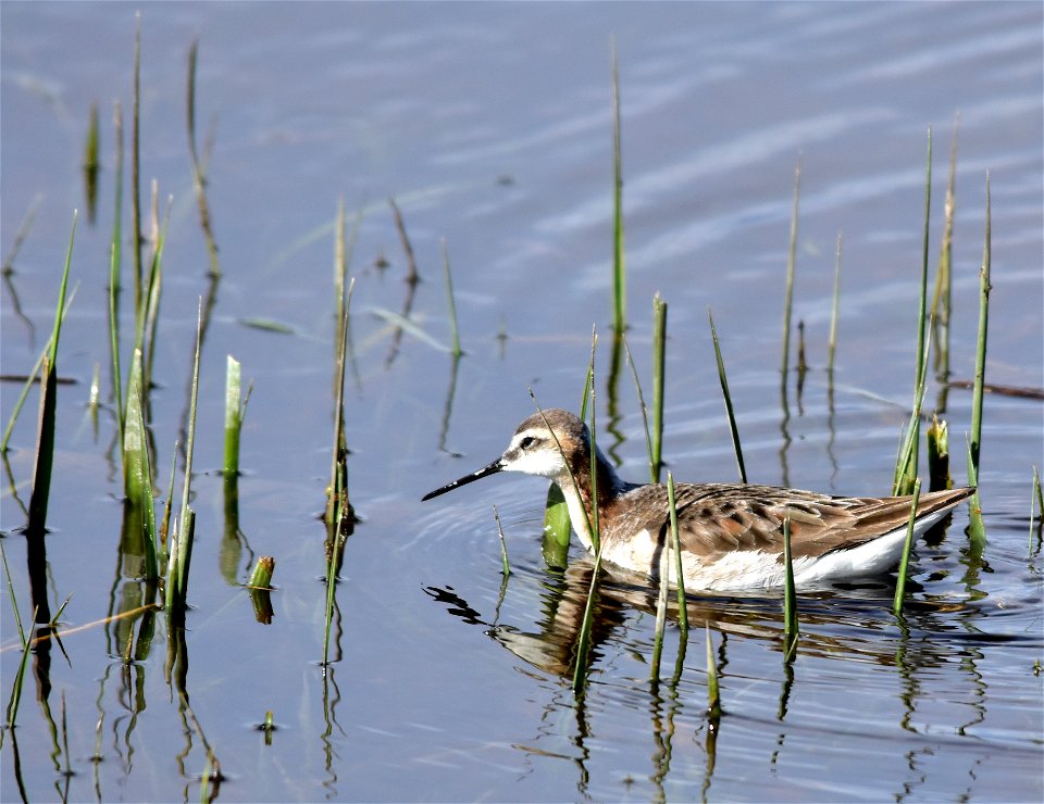 A red necked phalarope (adult male) on Seedskadee NWR. Photo: Tom Koerner/USFWS photo