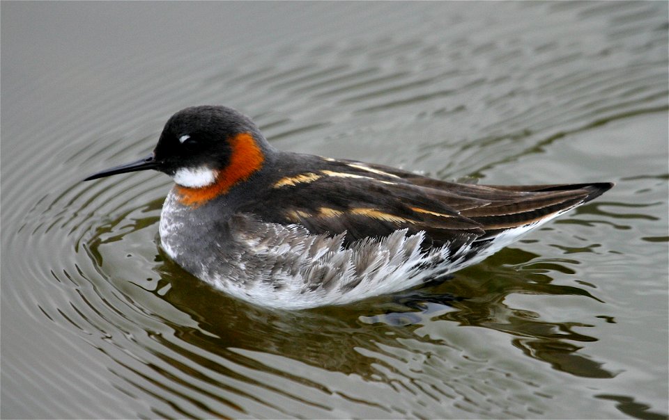 Red-necked Pahalarope in northern Iceland, June 2006