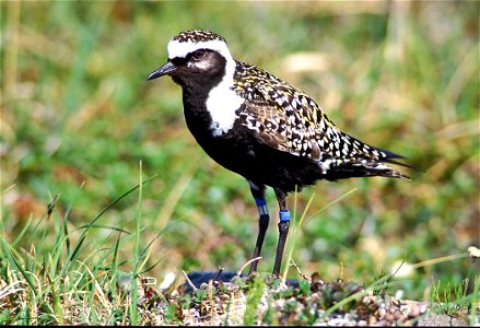 : American Golden Plover, male, date 1998 photo