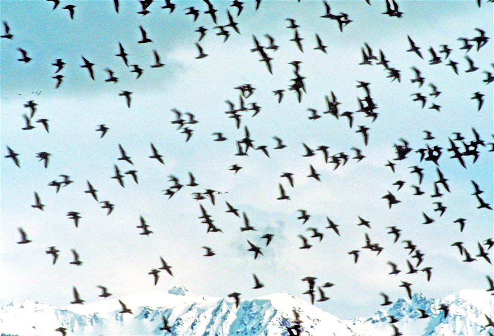 Photo: George West, USFWS