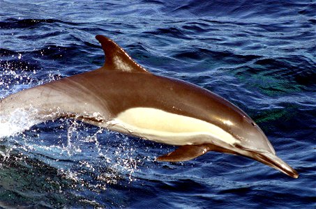 Long-beaked common dolphin; Delphinus capensis photo