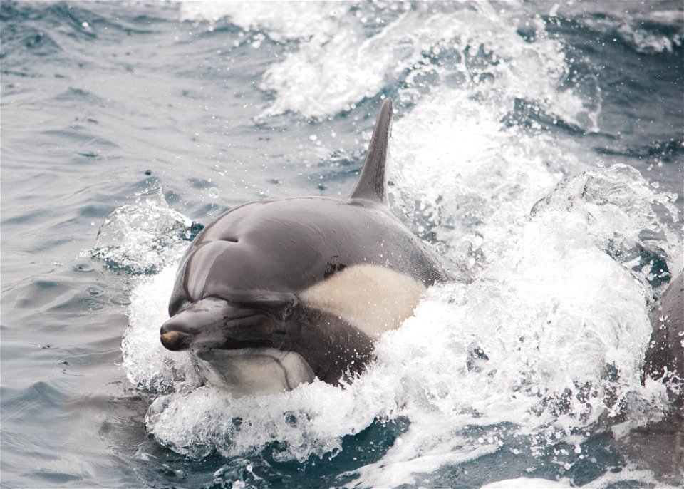 A dolphin follows a patrol boat assigned to Maritime Expeditionary Security Squadron (MSRON) 1 prior to an underway live-fire exercise off the coast of San Clemente Island, Calif., June 16, 2011. Shar