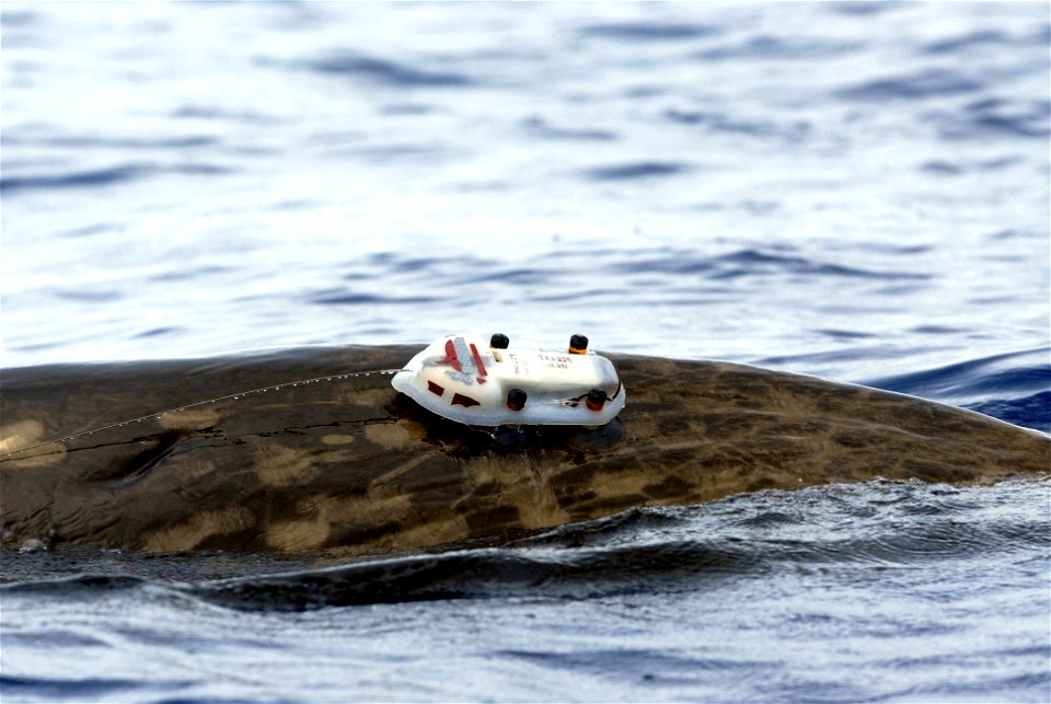 ATLANTIC OCEAN (Sept. 5, 2007) A male Dense-beaked Whale with an attached D-TAG swims in the U.S. Navy Atlantic Undersea Test and Evaluation Center testing range near Andros Island. The D-TAG is a dig