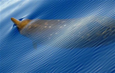 Blainville's beaked whale (Mesoplodon densirostris). photo