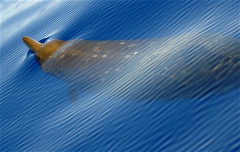 Blainville's beaked whale (Mesoplodon densirostris).