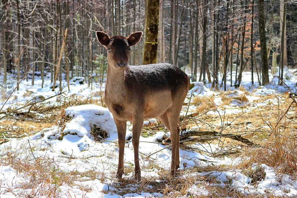 Scheu landscape wildlife park
