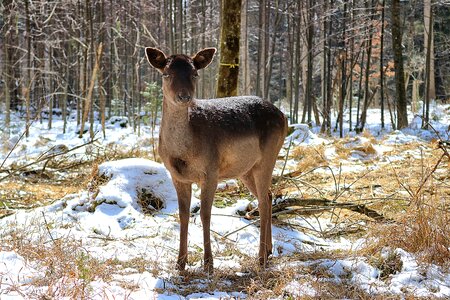 Scheu landscape wildlife park