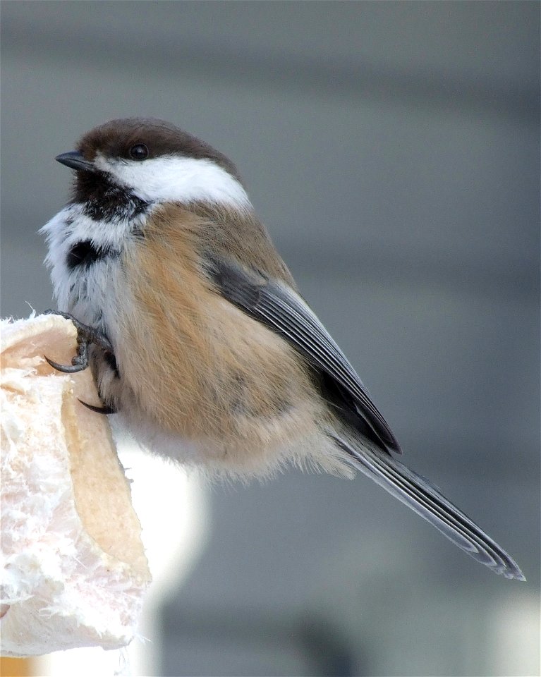 Siberian Tit (Parus cinctus or Poecile cincta) in Kittilä, Finland. Camera: Fujifilm FinePix S9500.