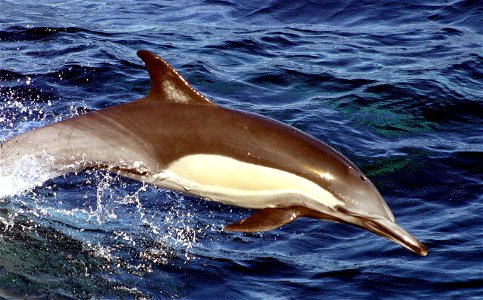 Long-beaked common dolphin; Delphinus capensis