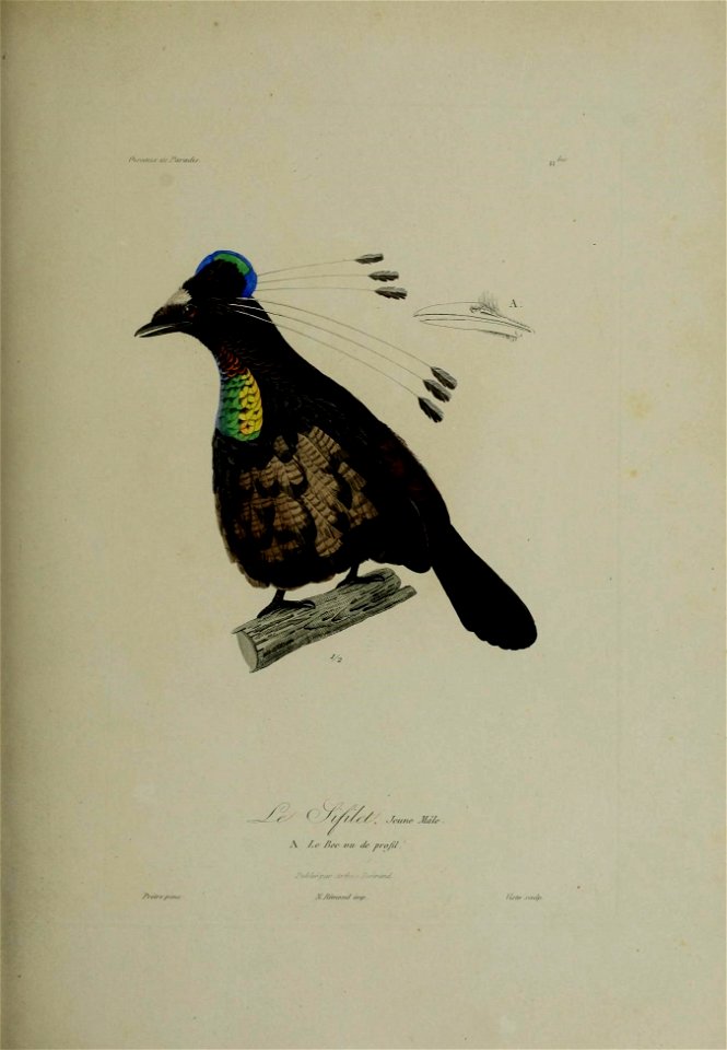 Histoire naturelle des oiseaux de paradis et des épimaques : ouvrage orné de planches, dessinées et gravées par les meilleurs artistes / par R.-P. Lesson ...