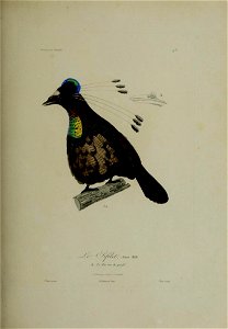 Histoire naturelle des oiseaux de paradis et des épimaques : ouvrage orné de planches, dessinées et gravées par les meilleurs artistes / par R.-P. Lesson ...