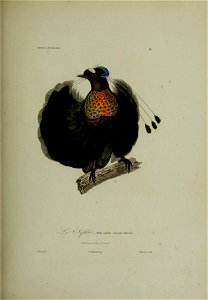 Histoire naturelle des oiseaux de paradis et des épimaques : ouvrage orné de planches, dessinées et gravées par les meilleurs artistes / par R.-P. Lesson ...