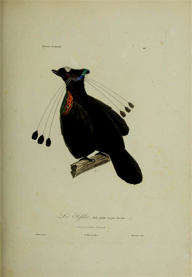 Histoire naturelle des oiseaux de paradis et des épimaques : ouvrage orné de planches, dessinées et gravées par les meilleurs artistes / par R.-P. Lesson ...