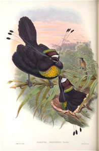 Parotia sexpennis = Parotia sefilata - Monograph of the Paradiseidae, or Birds of Paradise, and Ptilonorhynchidae, or Bower-birds. v.2 (1891-1898).