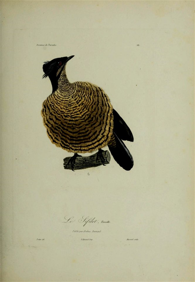 Histoire naturelle des oiseaux de paradis et des épimaques : ouvrage orné de planches, dessinées et gravées par les meilleurs artistes / par R.-P. Lesson ...