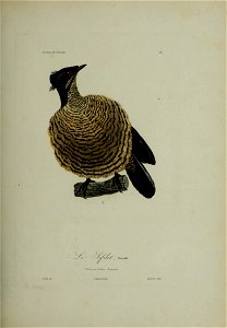 Histoire naturelle des oiseaux de paradis et des épimaques : ouvrage orné de planches, dessinées et gravées par les meilleurs artistes / par R.-P. Lesson ...