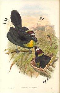 Parotia sexpennis = Parotia sefilata - The birds of New Guinea and the adjacent Papuan islands : including many new species recently discovered in Australia. v.1 (Plate XXV).