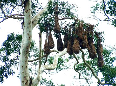 Nests of Montezuma Oropendula (Psarocolius montezuma), Alahuela Province, Costa Rica photo