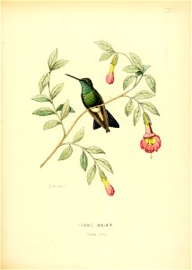 Circe magica = Cynanthus latirostris magicus[1]