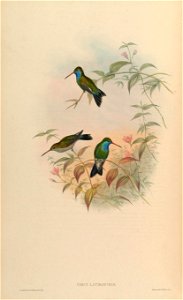 Circe latirostris = Cynanthus latirostris[1]