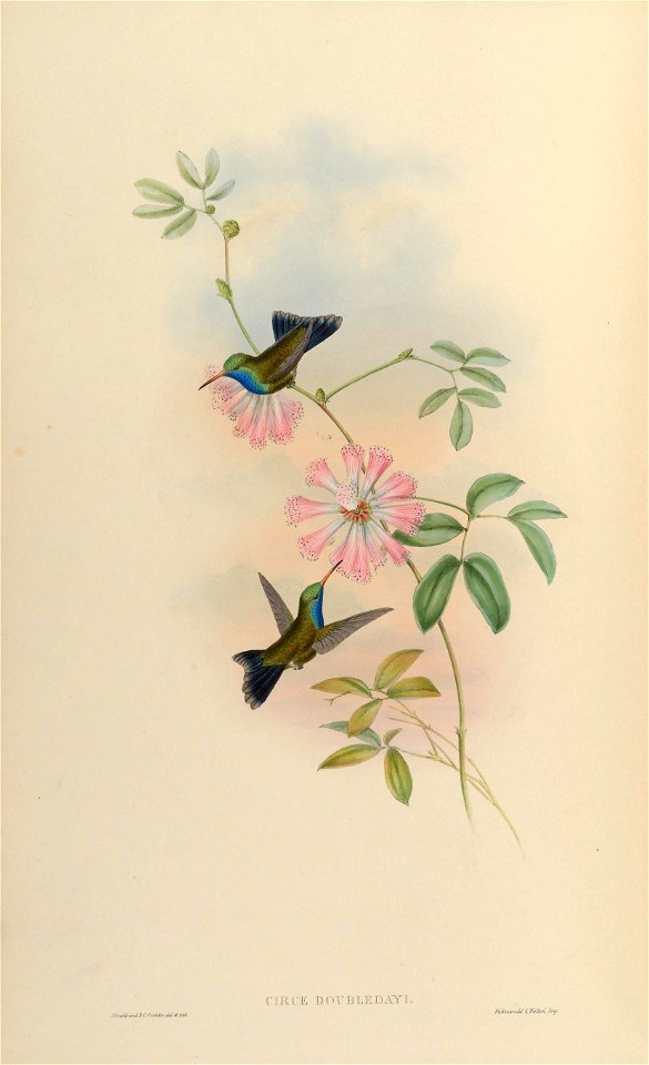 Circe doubledayi = Cynanthus latirostris doubledayi[1]
