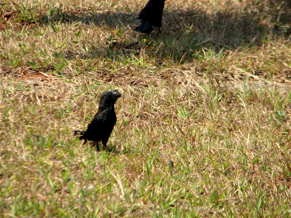 Picture of Crotophaga ani (Cuculidae) in Brasilia, Brazil