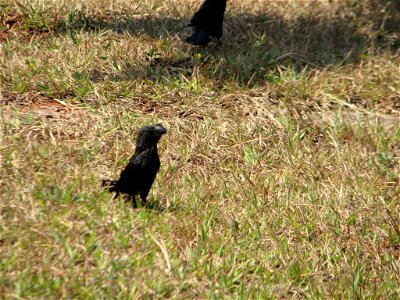 Picture of Crotophaga ani (Cuculidae) in Brasilia, Brazil