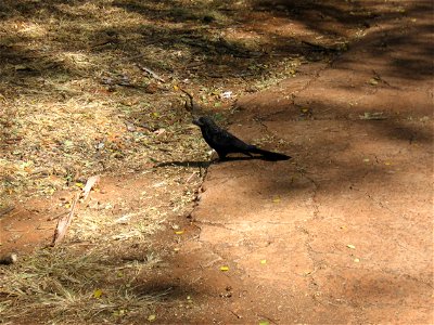 Crotophaga ani in Brasília