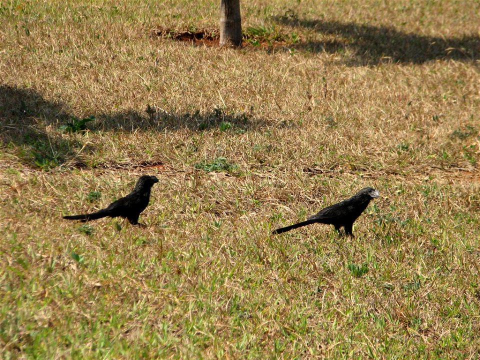 Picture of Crotophaga ani (Cuculidae) in Brasilia, Brazil
